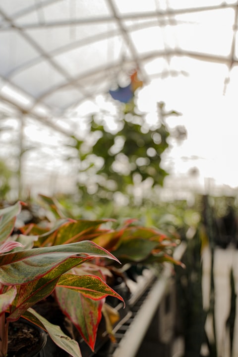 Hill Country Nurseries
