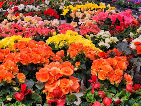 Barton Springs Nursery