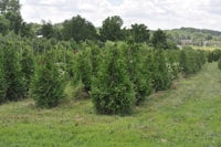 Arborvitae