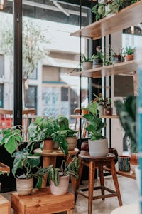 Houseplants