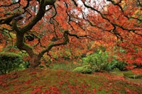 Japanese Maples