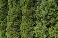 Privacy Trees