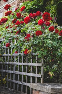 Roses