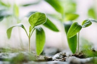 Vegetable Starts