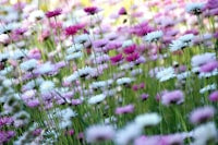 Native Wildflowers